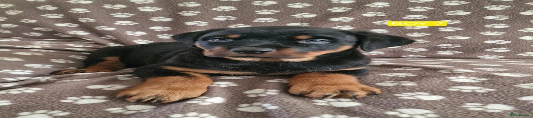 Rottweiler Puppy 6