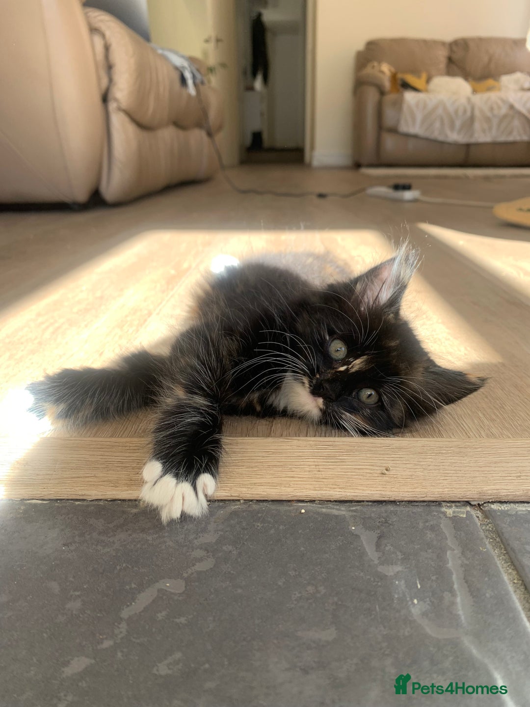 Mixed Breed cats for sale: Two girls and a boy Kuril bobtail mix - Image 13