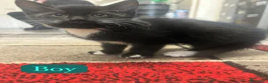 Mixed Breed Kitten 1