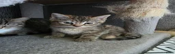 Ragdoll cats for sale: Ragdoll x Tabby Mix Kittens - Advert 4