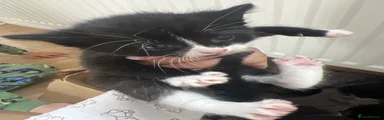 Mixed Breed 5
