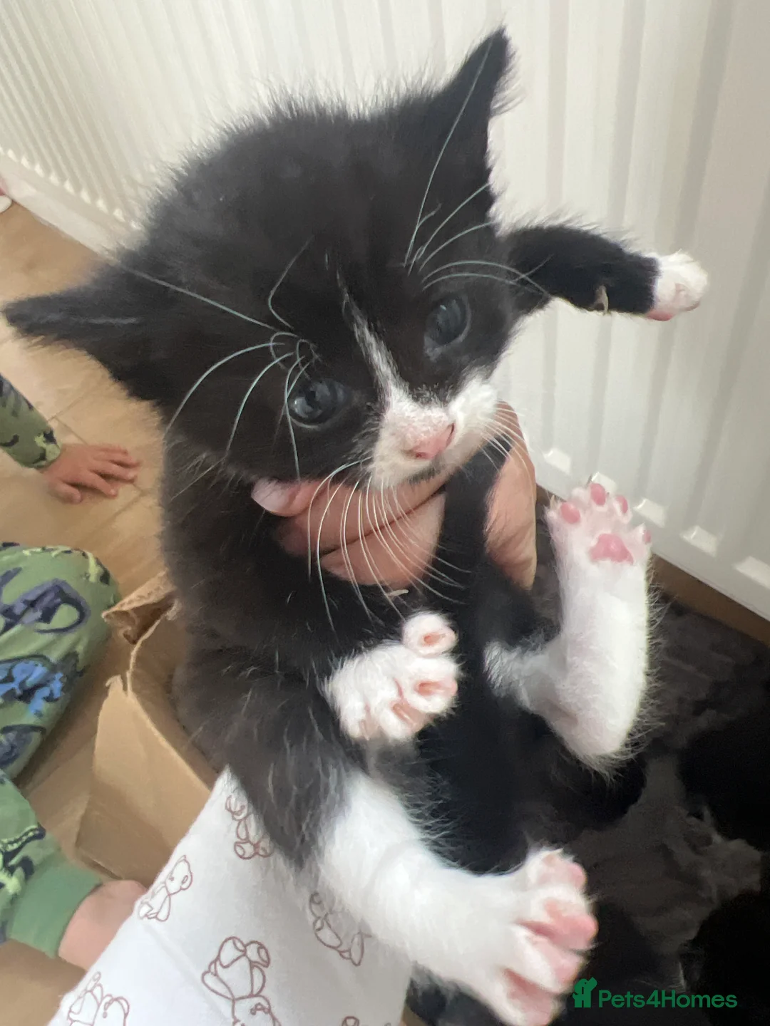 Mixed Breed cats for sale: 5 little girls  - Advert 2