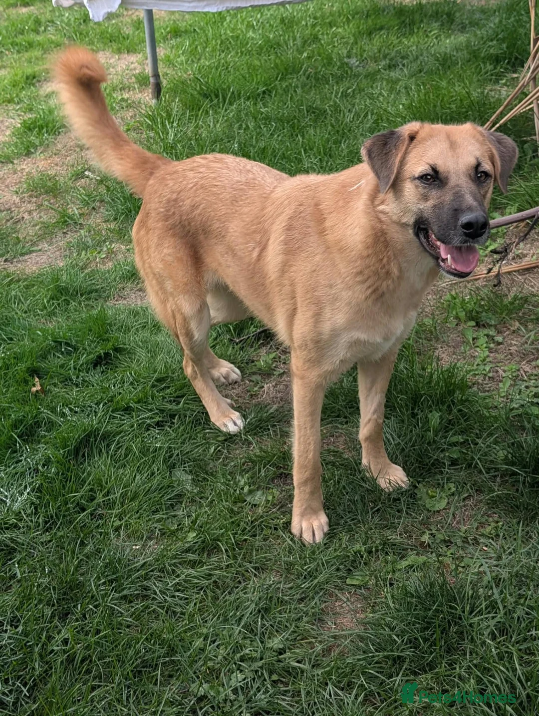 Mixed Breed dogs for adoption: Ruby for adoption in Brackley - Advert 2