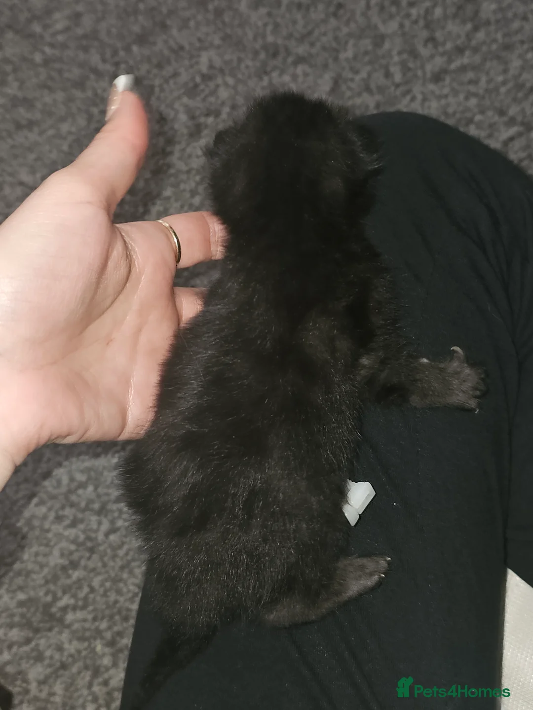 Mixed Breed cats for sale: Beautiful kittens ( ginger girls)  - Advert 16