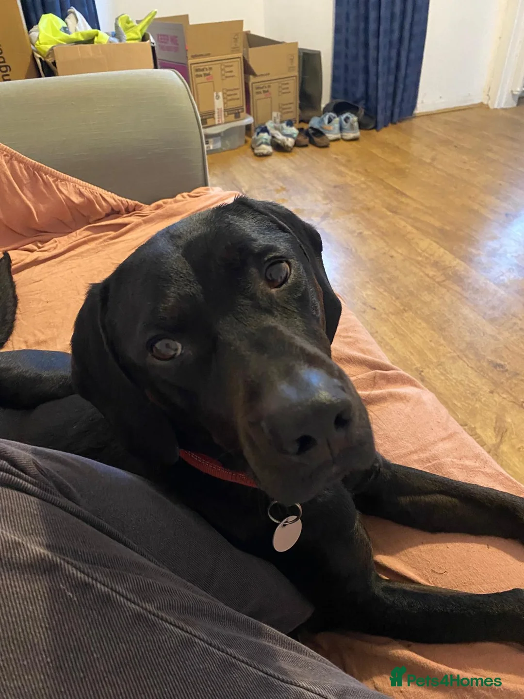 Mixed Breed dogs for sale: 4 Year old Male Vizsla/Cocker Spaniel  - Advert 2