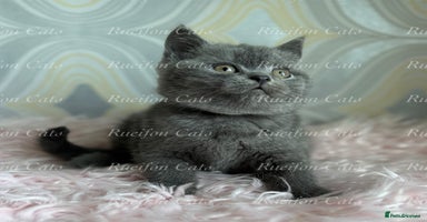 British Shorthair cats - Advert 9