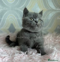 British Shorthair cats - Advert 9