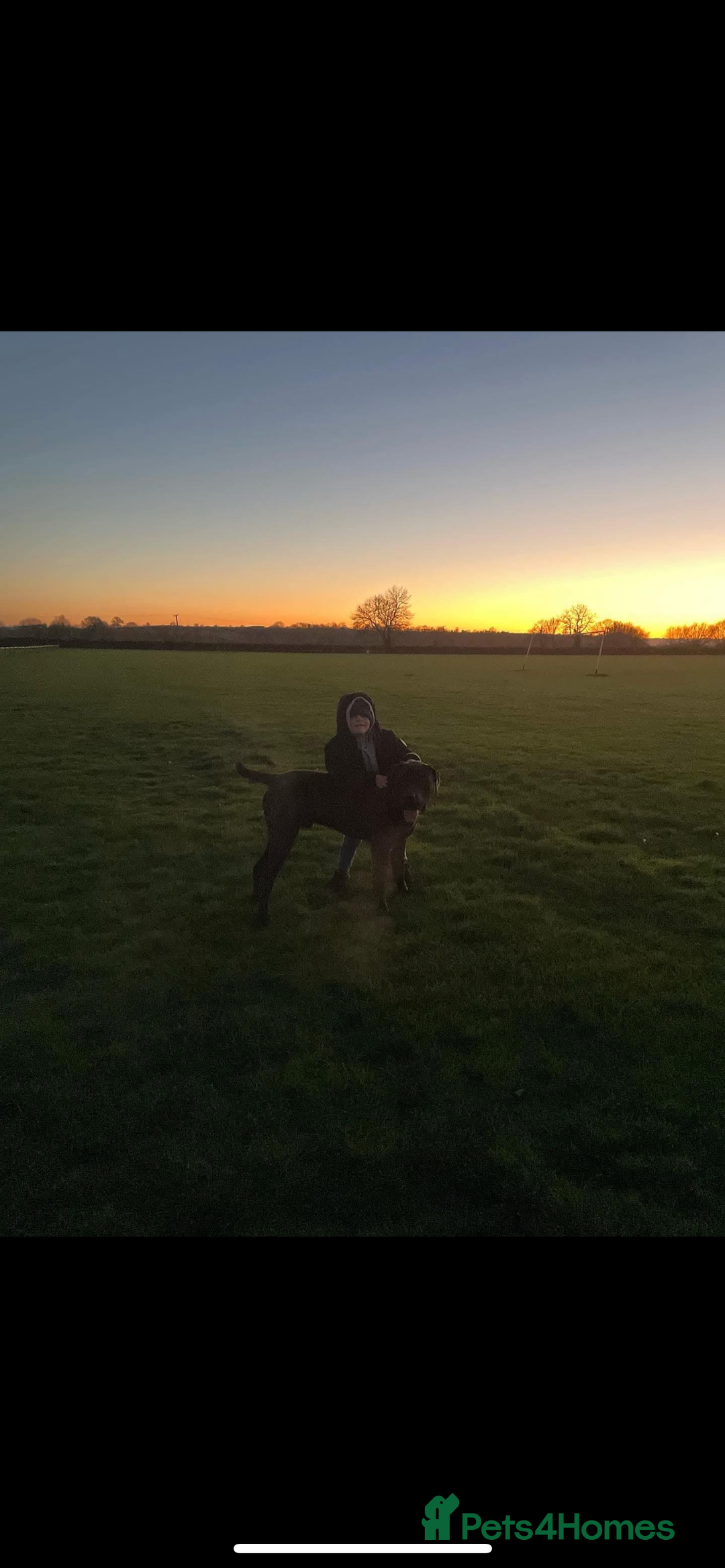 Presa Canario dogs for sale: Presa canario 4 years old  - Advert 2