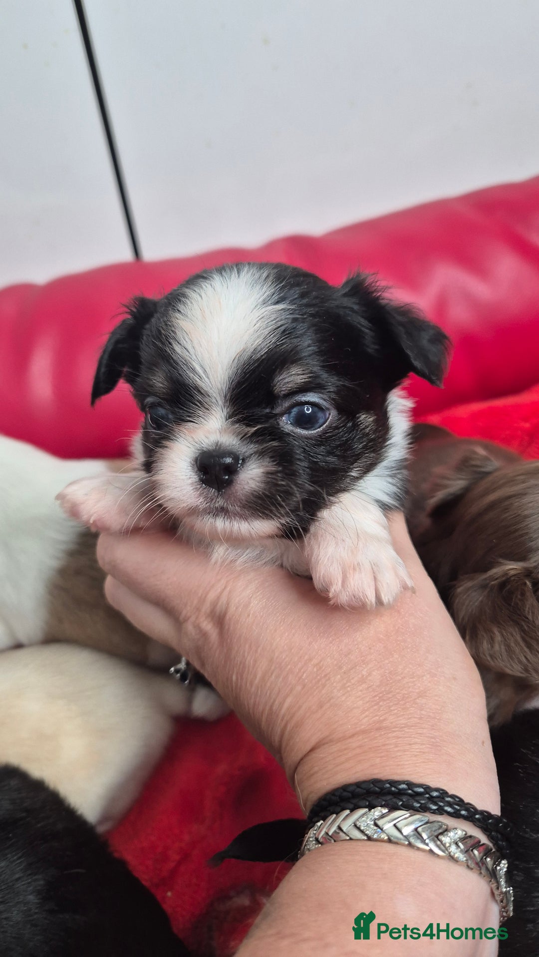 Chihuahua dogs for sale: KC registered Chihuahua puppies  - Advert 4