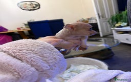 Chihuahua dogs for sale: Chihuahuas for sale  - Image 7