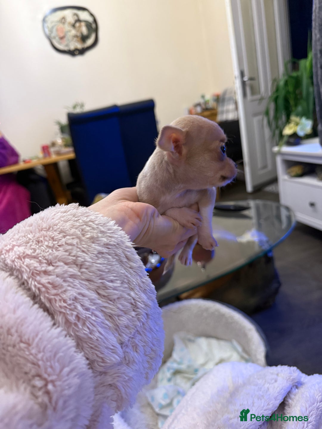 Chihuahua dogs for sale: Chihuahuas for sale  - Image 7