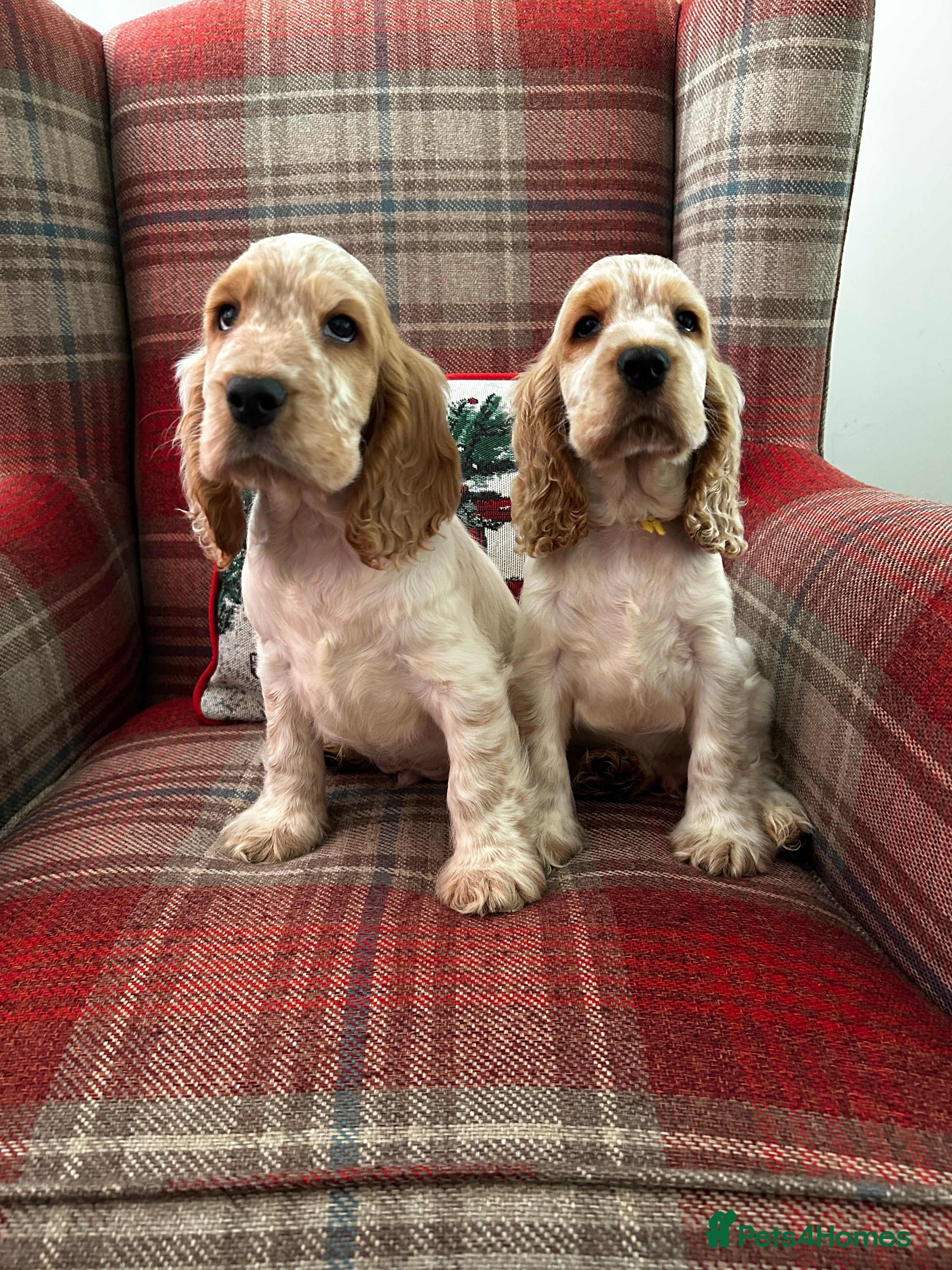 Cocker Spaniel dogs KC registered, health tested show type puppies - Advert 7
