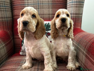 Cocker Spaniel dogs KC registered, health tested show type puppies - Advert 5