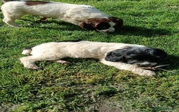 Mixed Breed dogs for sale: Fen Spaniels -Korthols x Eng Springer Spaniel  - Image 4