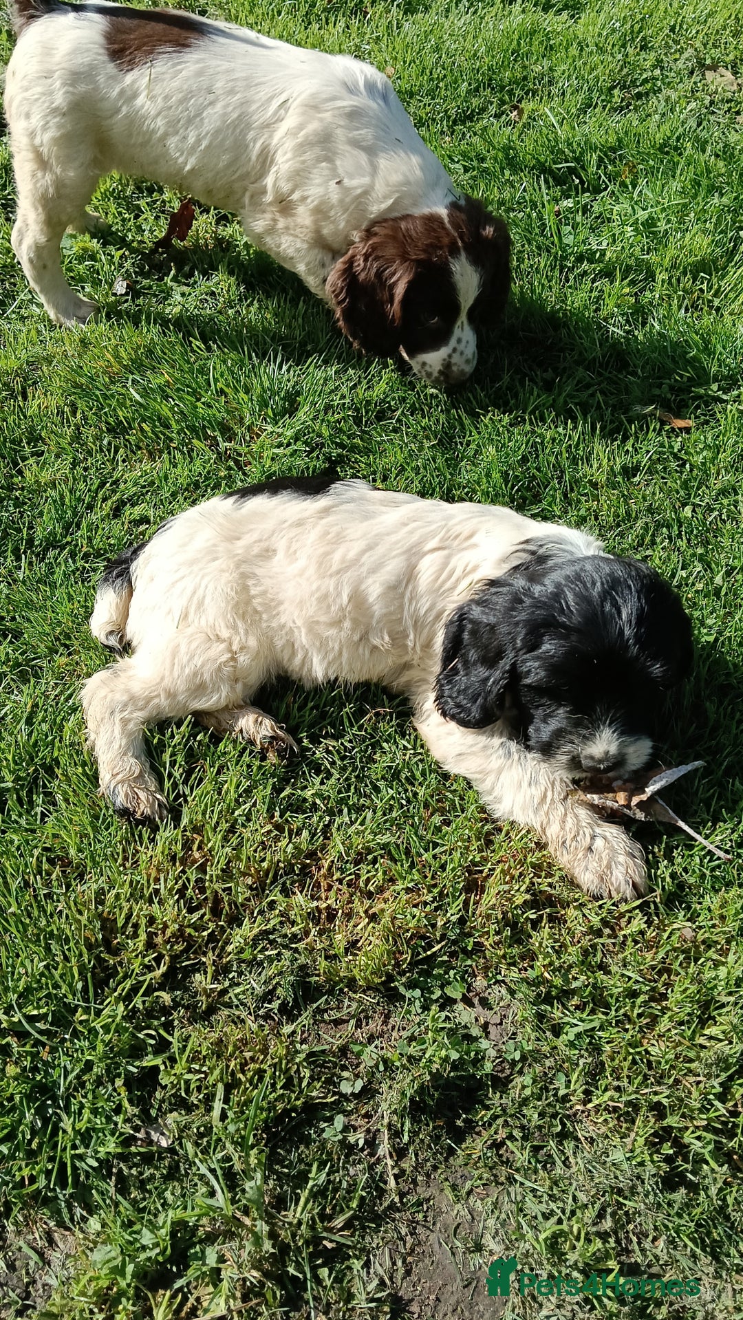 Mixed Breed dogs for sale: Fen Spaniels -Korthols x Eng Springer Spaniel  - Image 4