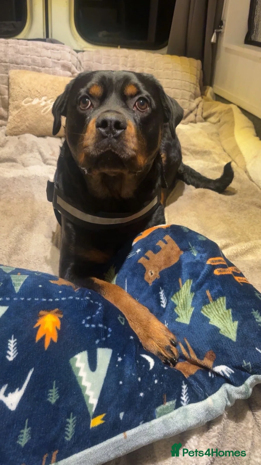 Rottweiler dogs for sale: Beautiful litter from Roxy & Tyson  in Saint Helens - Advert 2