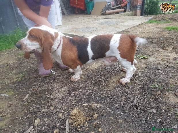 Basset Hound dogs Basset hound stud in Belper - Advert 2