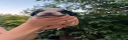 Cocker Spaniel dogs for sale: Outstanding litter  - Advert 7