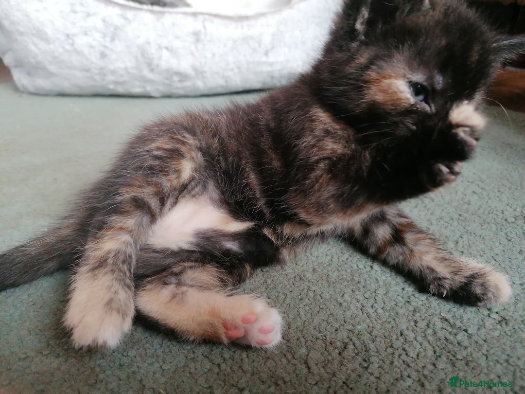 Domestic Shorthair cats for sale: Stunning kittens for sale  - Image 2