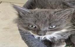 Mixed Breed cats for sale: 5 cute blue and blue&white long-haired kittens - Image 13