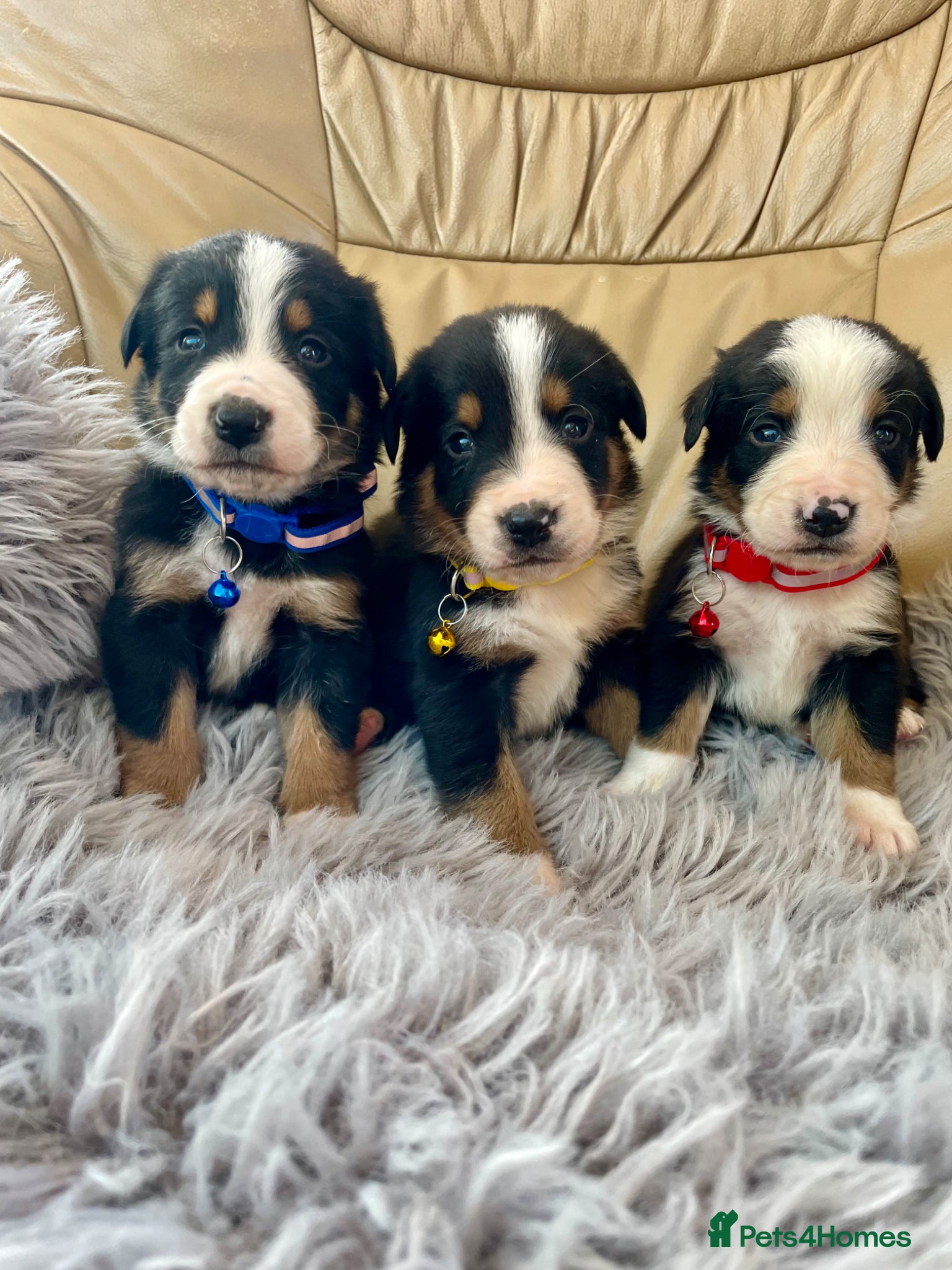 Bernese Mountain Dog dogs Bordernese boys and girls - Advert 2