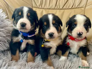 Bernese Mountain Dog dogs Bordernese boys and girls - Advert 2