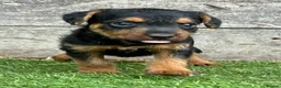 Lakeland Terrier dogs for sale: Lakeland terrier puppies - Advert 18