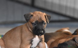 Mixed Breed dogs for sale: Bullherders top working lines  - Advert 32