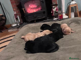 Labrador Retriever dogs Labrador Puppies - Advert 4