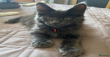 Maine Coon cats - Advert 12