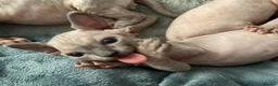 Sphynx cats for sale: Stunning blue sphinx kittens  - Advert 13