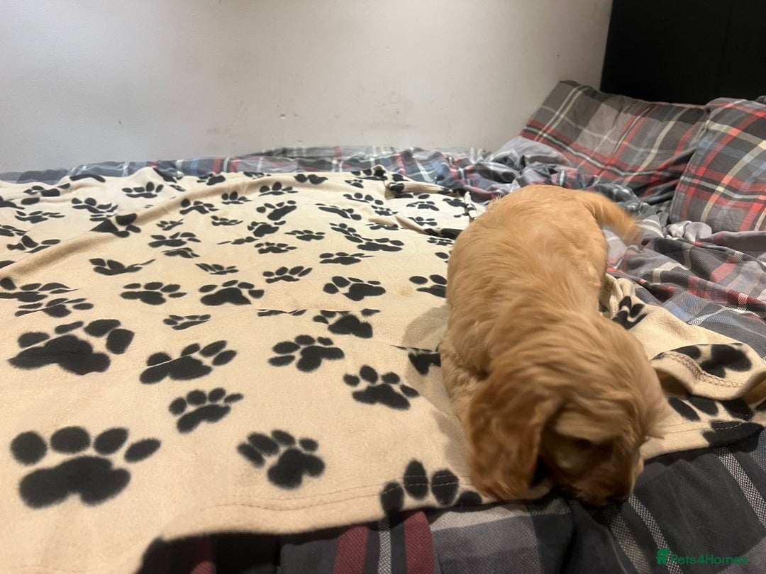 Cockapoo dogs for sale: Cocker spaniel/ cocapoo  - Advert 27