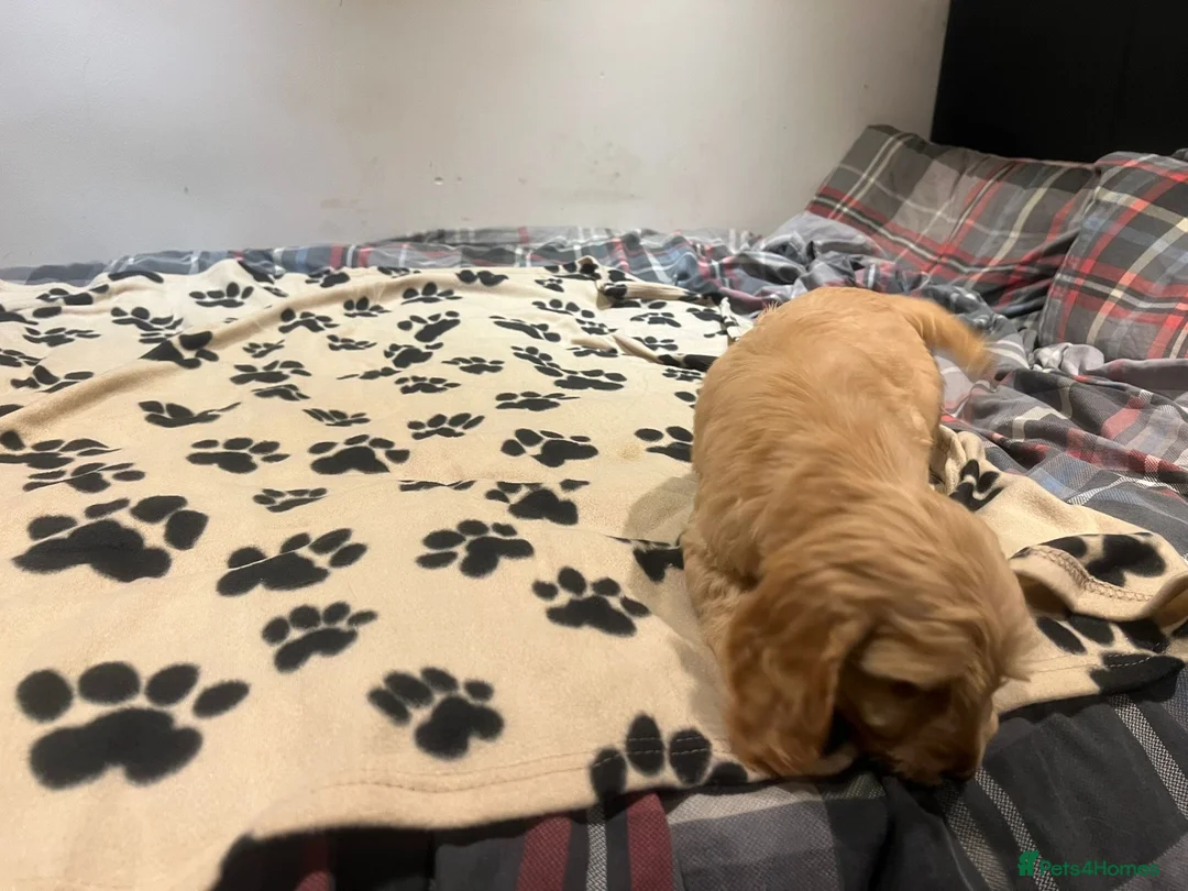 Cockapoo dogs for sale: Cocker spaniel/ cocapoo  - Advert 27