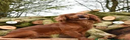Sprocker dogs for sale: Fox red sprocker puppies - Advert 3