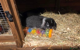 Mini Lop rabbits for sale: 3 Beautiful minilops available 2 males 1 female - Image 14
