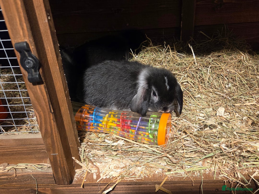 Mini Lop rabbits for sale: 3 Beautiful minilops available 2 males 1 female - Image 14