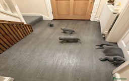 British Shorthair cats for sale: British shorthair - Image 9