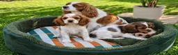 Mixed Breed dogs for sale: Three Roan Puppies Available  - Advert 11