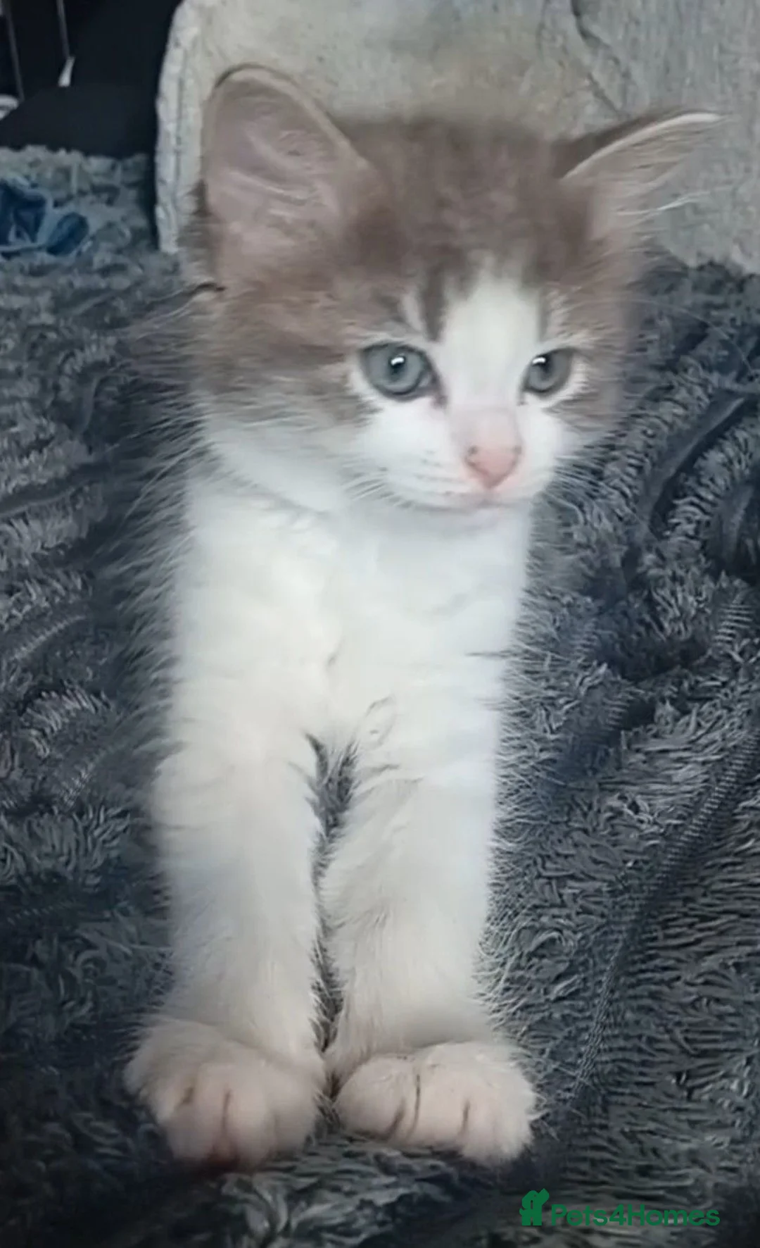 Mixed Breed cats for sale: Kittens  in Telford - Advert 2