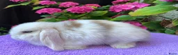Mini Lop rabbits for sale: Gorgeous baby mini lop boys ready now in Paisley - Advert 9