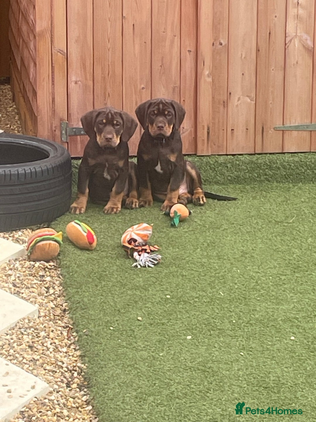 Mixed Breed dogs for sale: Cockerbull - Advert 4