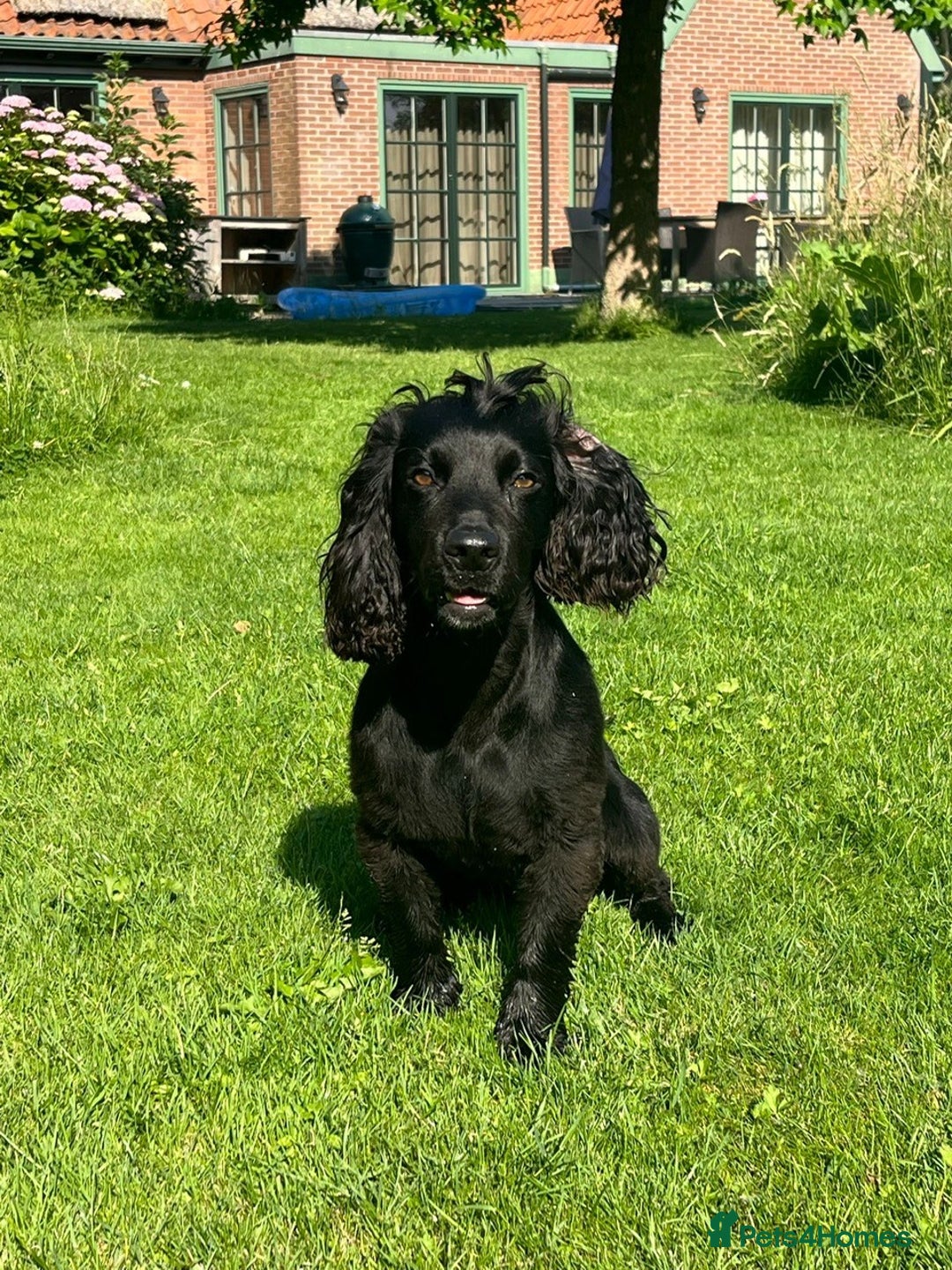 Mixed Breed dogs for sale: Golden Red Cockalier Puppies 1x boy 1x girl  - Advert 4