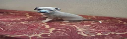 Italian Greyhound dogs for sale: KC Registered Italian Greyhound Dog Puppy for sale - Advert 3