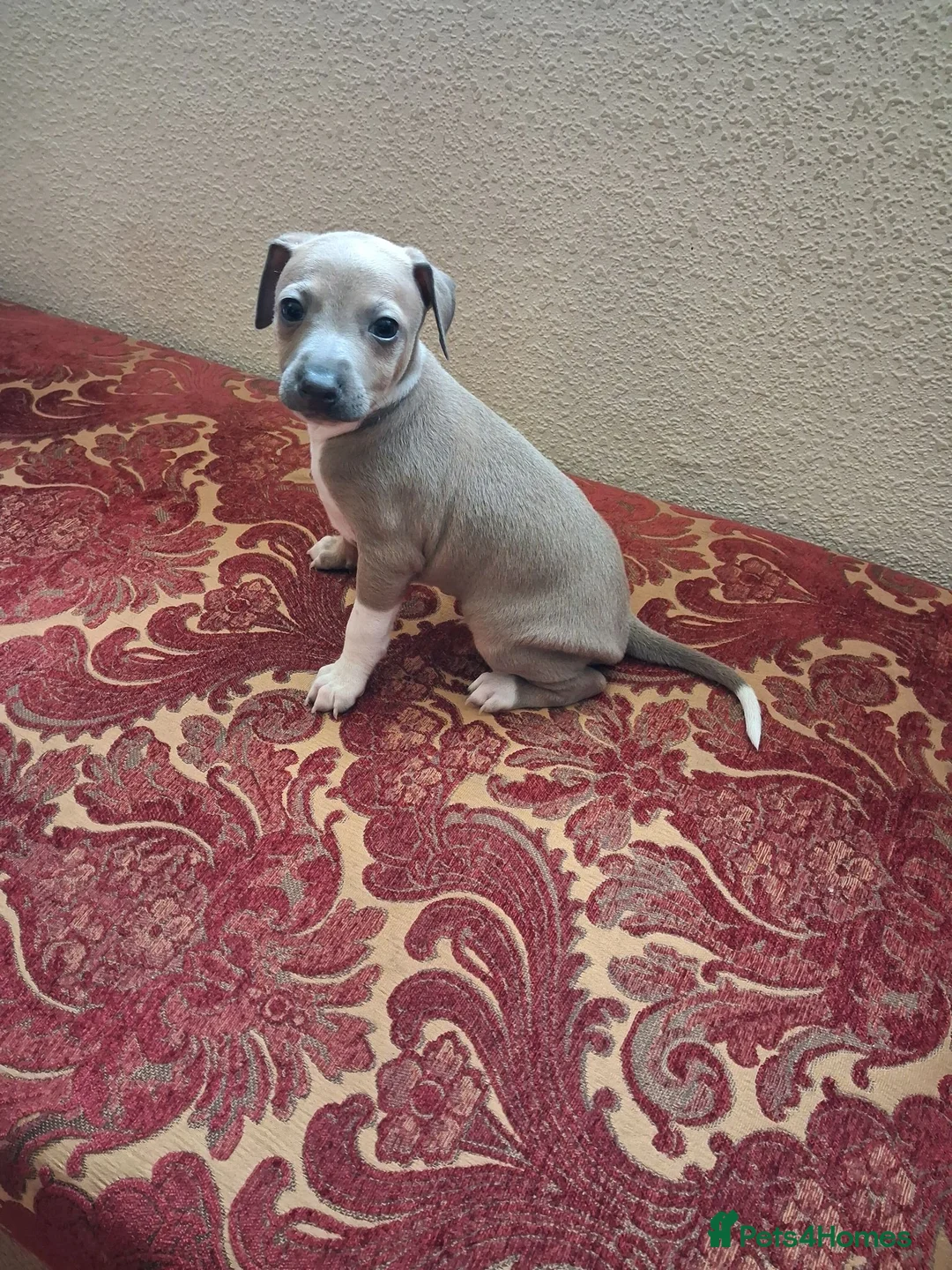 Italian Greyhound dogs for sale: KC Registered Italian Greyhound Dog Puppy for sale - Advert 3