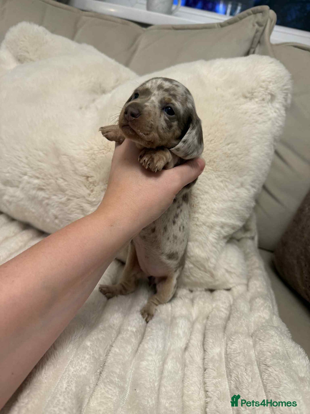 Miniature Dachshund dogs for sale: Miniature dachshunds  - Image 20