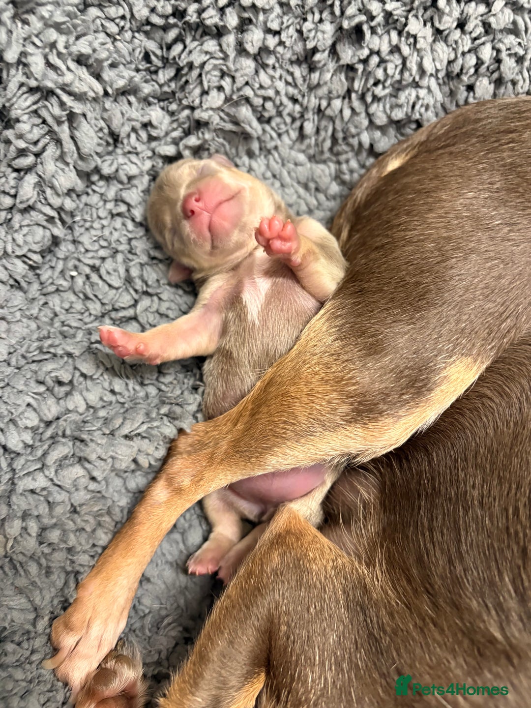 Chihuahua dogs for sale: Stunning Chihuahua Puppies!!  - Advert 3