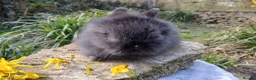 Lionhead rabbits for sale: Stunning DM Lionhead baby rabbit  - Advert 3