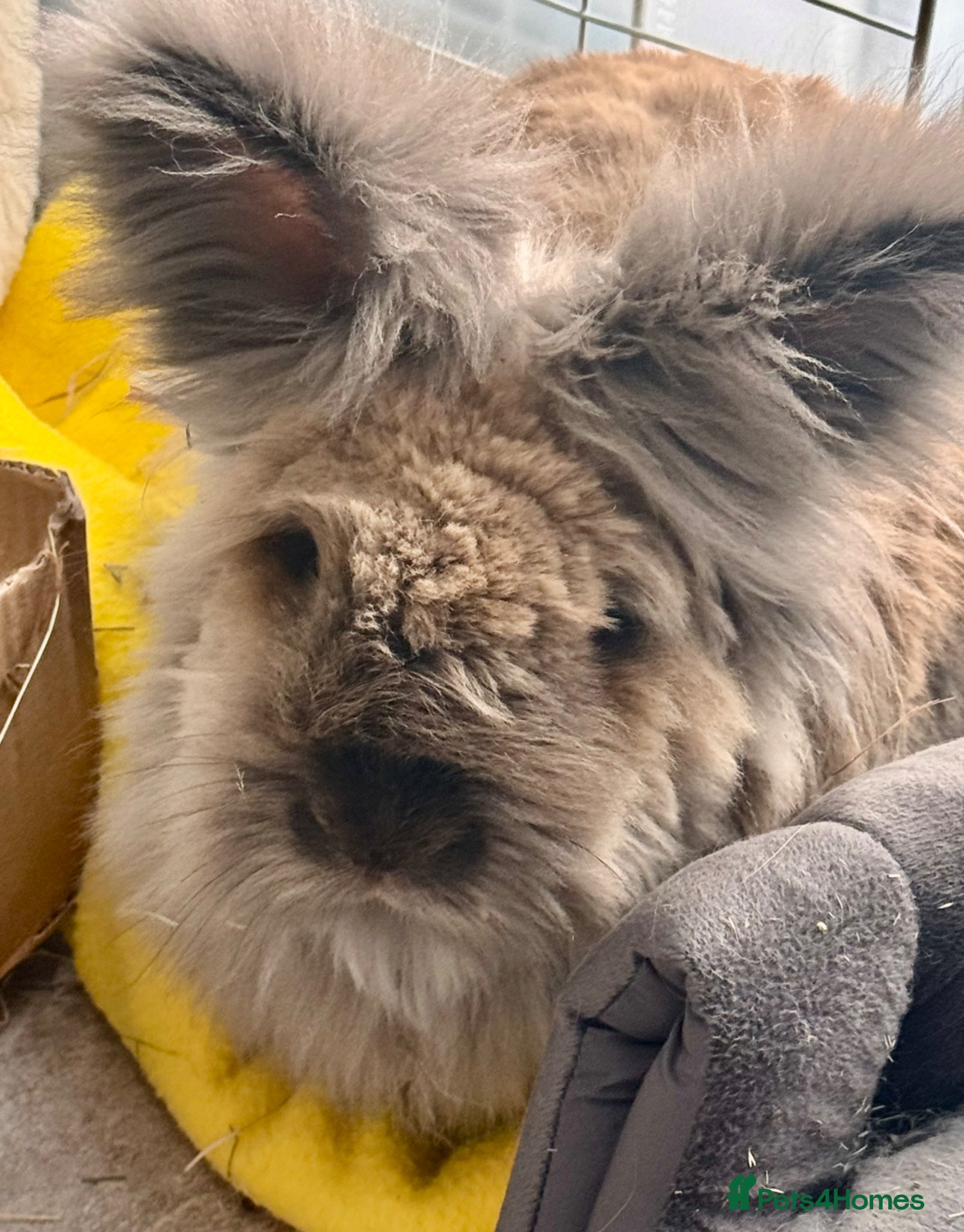 Lionhead rabbits Lola  - Advert 1