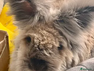 Lionhead rabbits Lola - Advert 16
