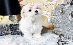 Maltese dogs for sale: Emperatrice Maltese-Korean Line Show Maltese KC Re - Advert 35